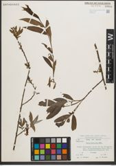 Foto von Salix neotricha Goerz